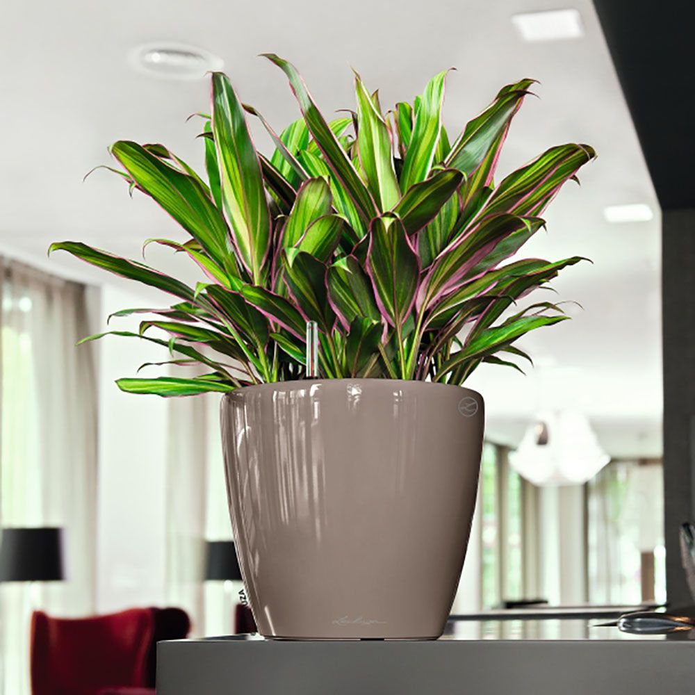 Charcoal Kylix Self Watering Planter Place on the table top at the living room