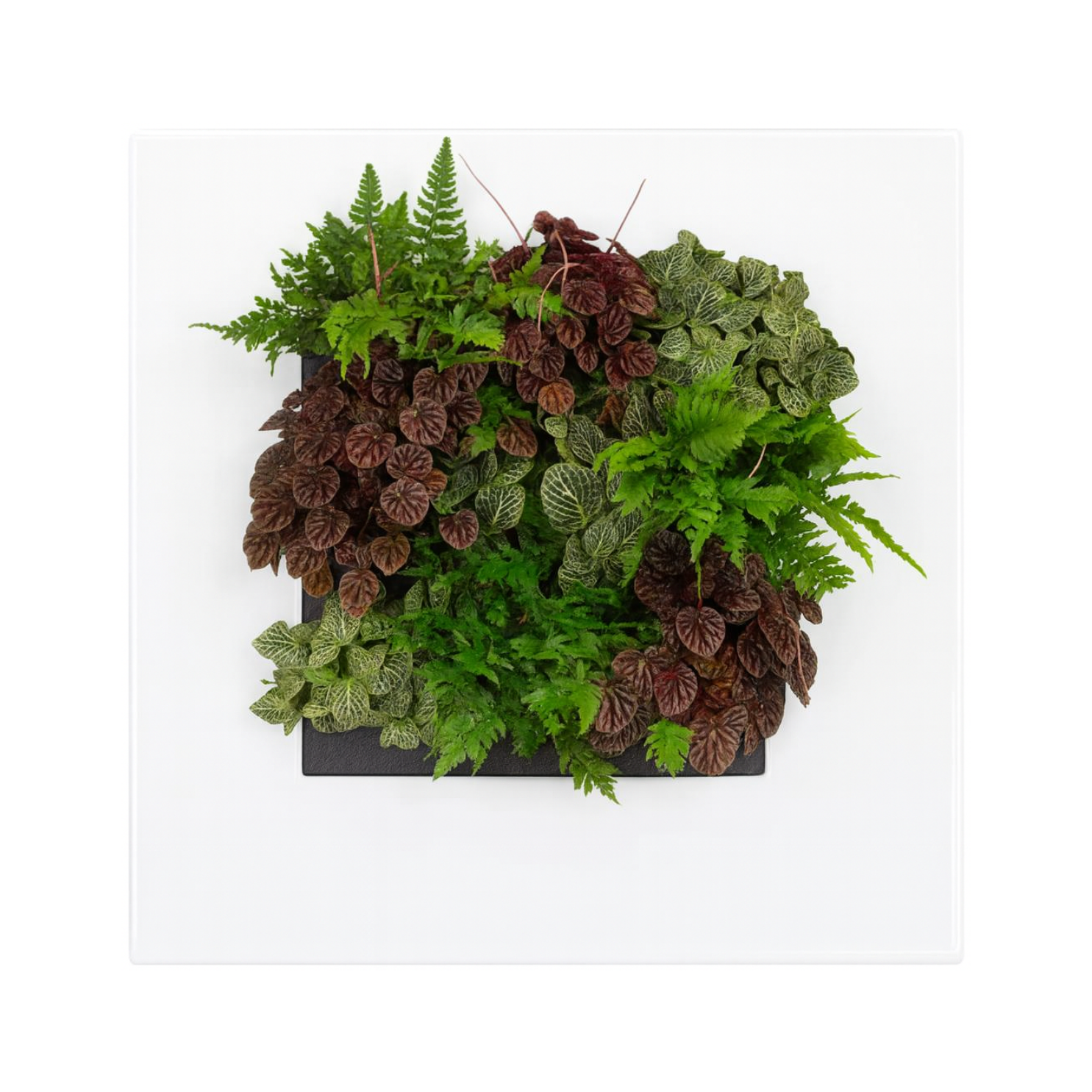 LivePicture Go (LPGO) – Glossy