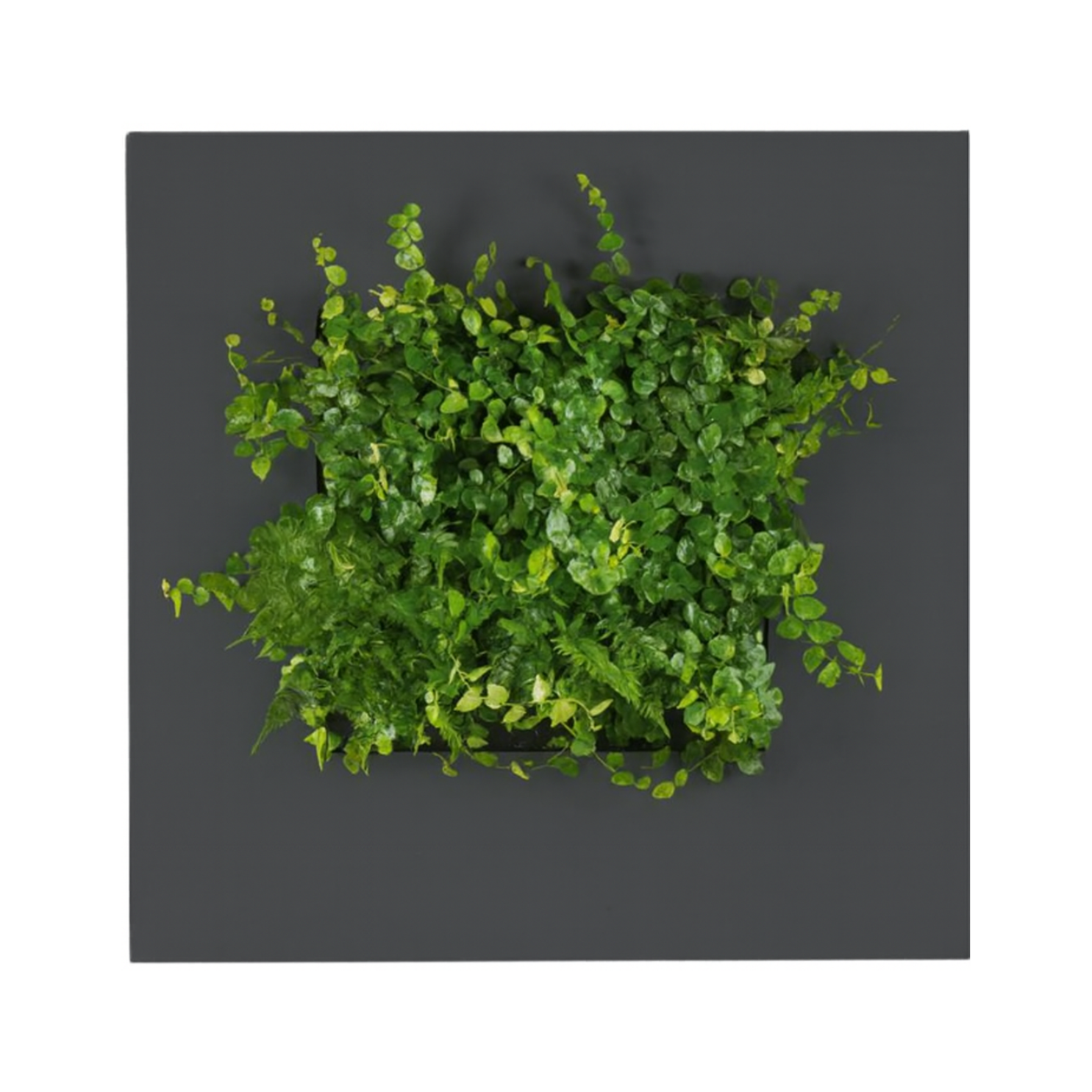 LivePicture Go (LPGO) – Bamboo (Matte)