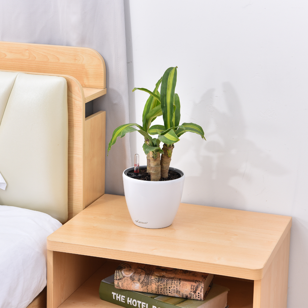 Planterlife Kylix Mini Self Watering Planter