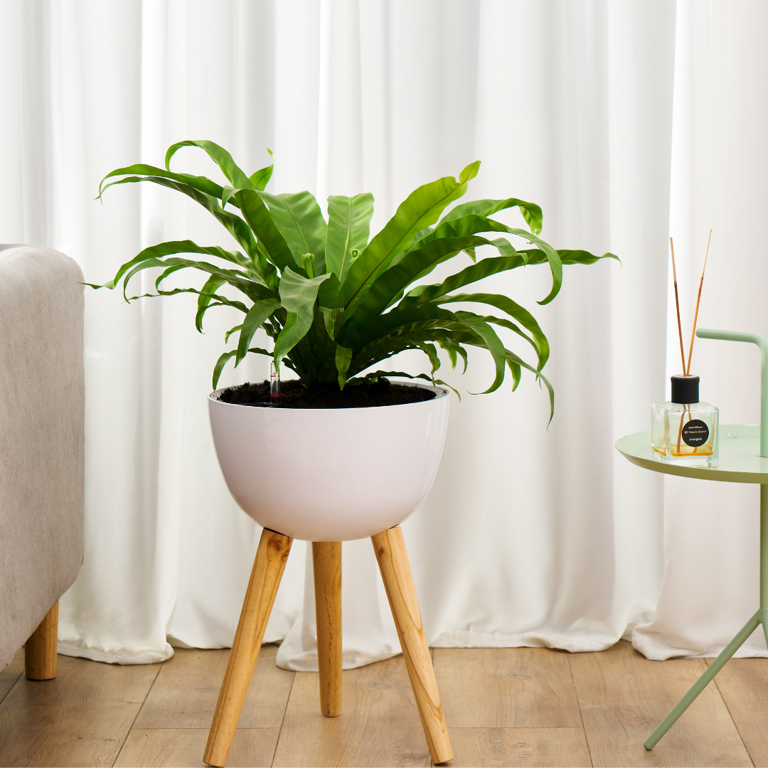 Planterlife Legna Bowl Self Watering Planter