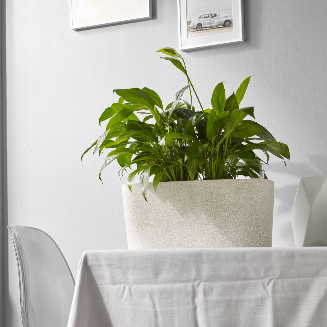 Planterlife Surface Self Watering Planter