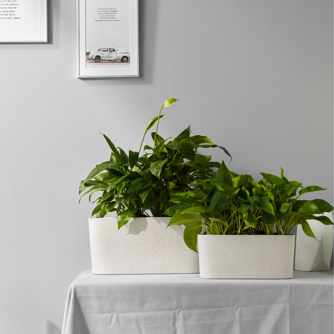 self watering planter australia Planterlife Surface Self Watering Planter