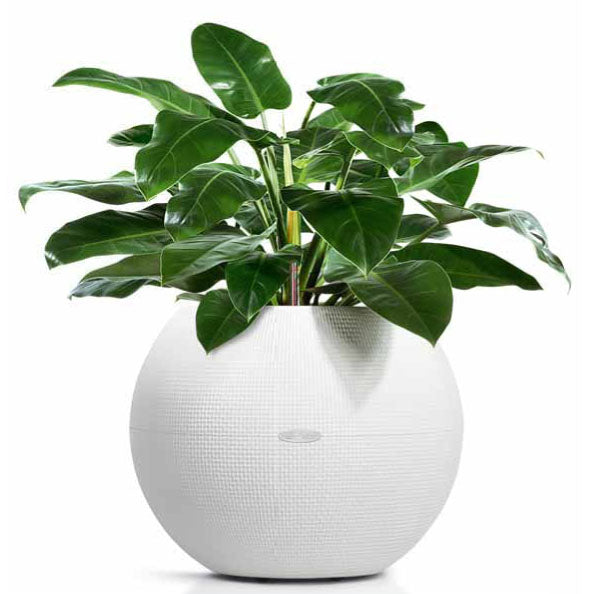 Planterlife Pura Self Watering Planter
